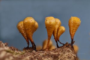 Myxomycetes