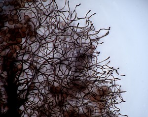 Comatricha nigra capillitium x600 Apo E3CMOS